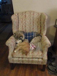 lazyjan03.jpg