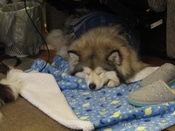 lazyjan04.jpg