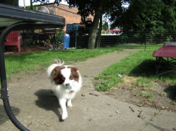 openingdaypups4.jpg