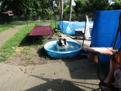 openingdaypups5.jpg
