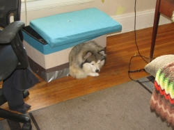 petslabor07.jpg