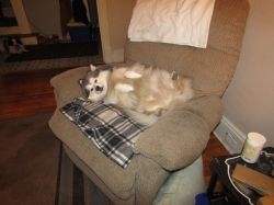 pups01.jpg