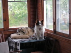 pups02.jpg