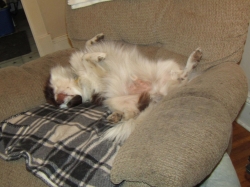 pups03.jpg