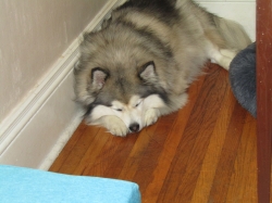 pups04.jpg