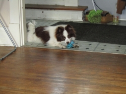 pups05.jpg