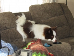 pups06.jpg