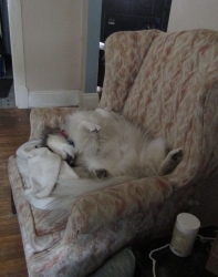 pups07.jpg