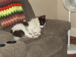 pups08.jpg