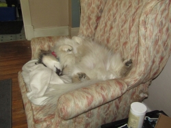 pups11.jpg