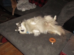 pupsmarch2.jpg