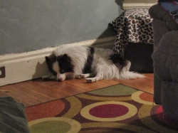 pupsmarch3.jpg