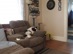 pupsmarch4.jpg