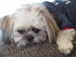 tobby02.jpg