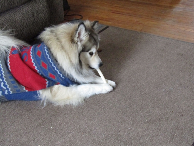 febpets09.jpg