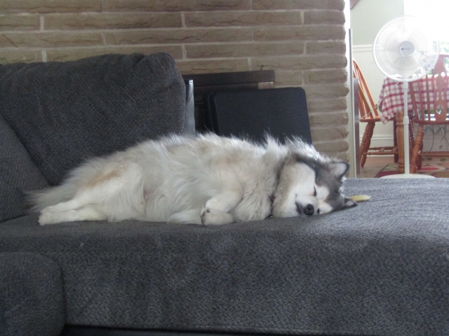 lazy02.jpg