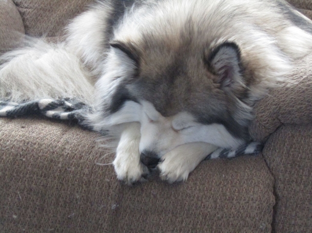 lazy03.jpg