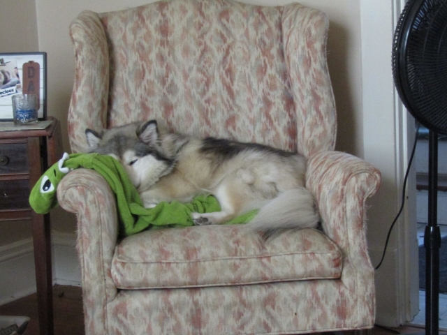 lazy62201.jpg