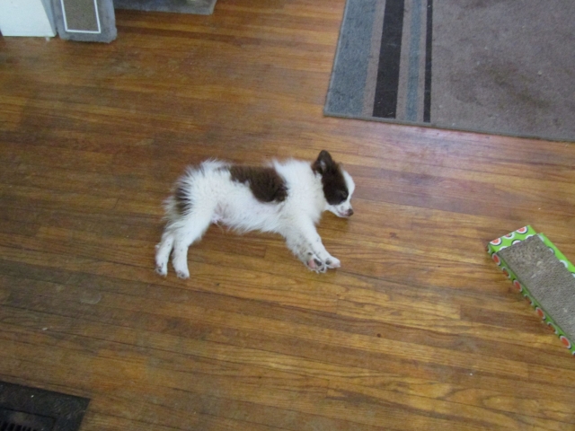 lazypetsjuly01.jpg