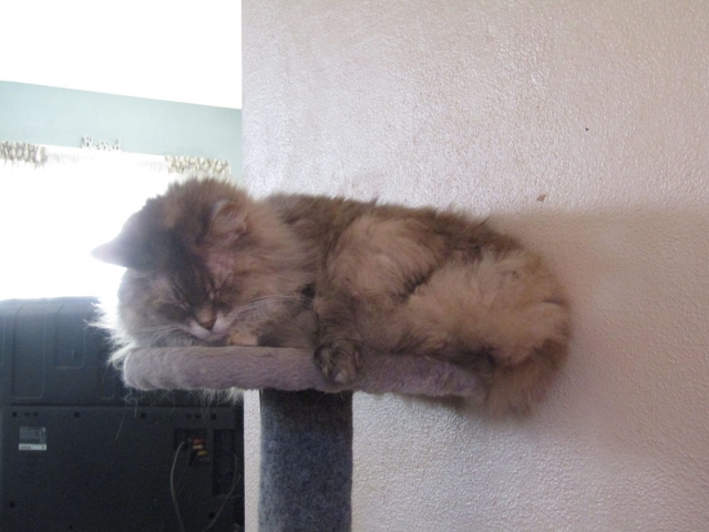 lazypetsjuly02.jpg