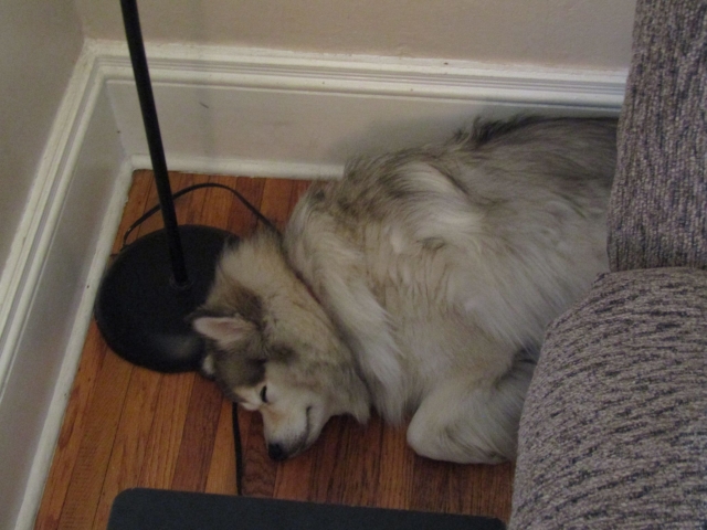 lazypetsjuly03.jpg