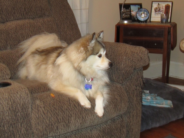 lazypetsjuly08.jpg