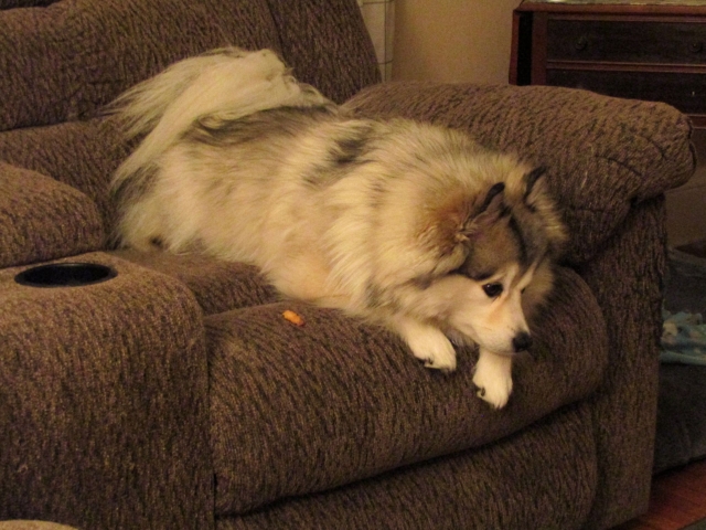 lazypetsjuly09.jpg