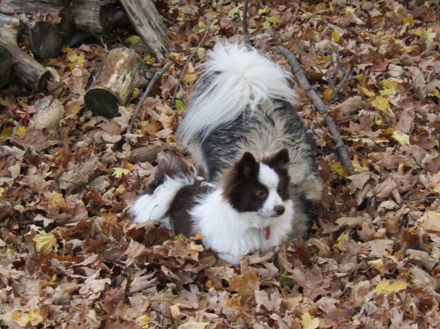 leaves01.jpg