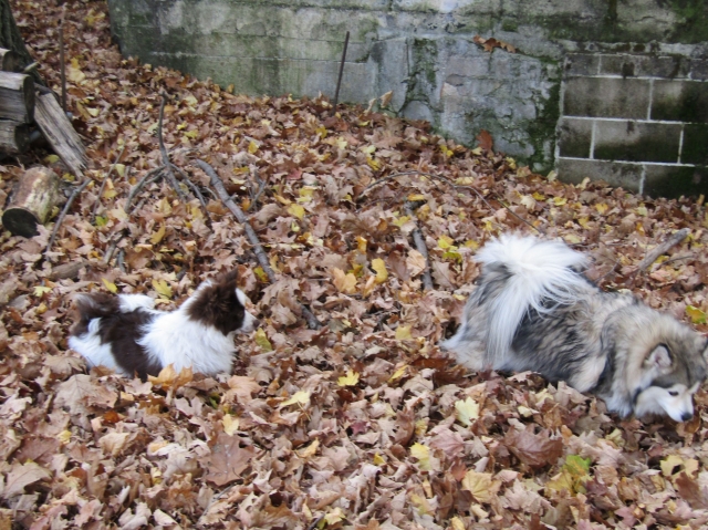leaves02.jpg