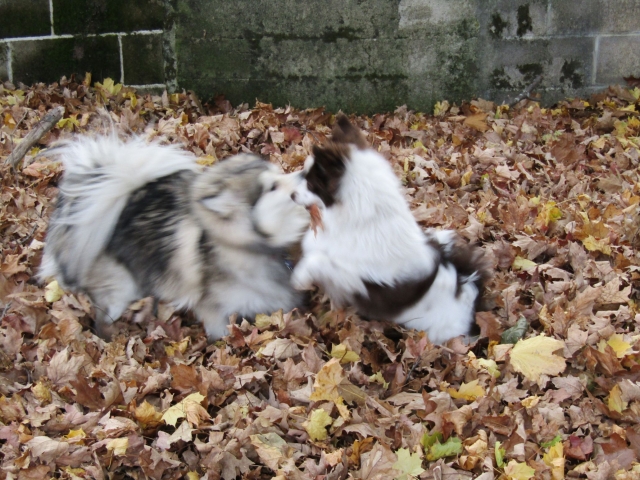 leaves04.jpg