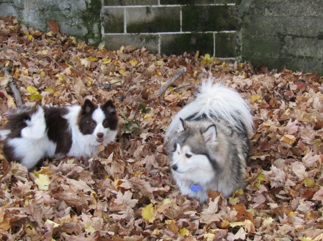 leaves05.jpg