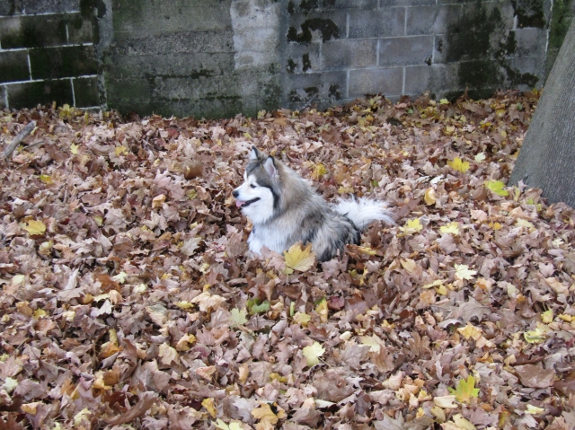 leaves07.jpg