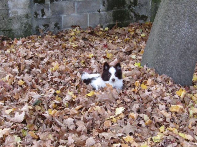 leaves10.jpg