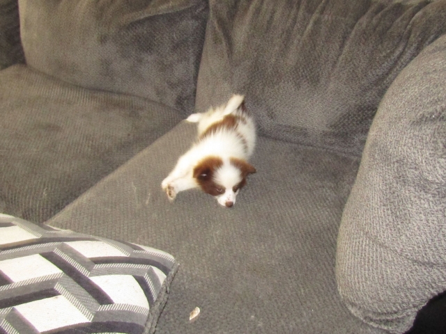 pup.jpg