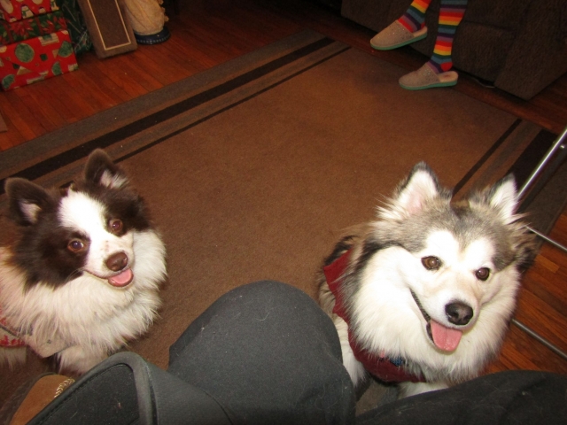 puppies01.jpg