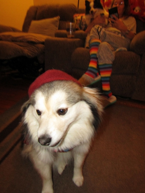 puppies02.jpg