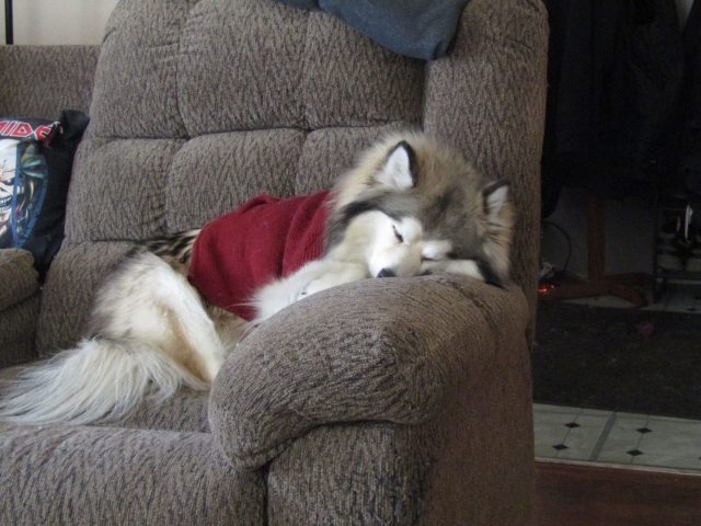 puppies03.jpg