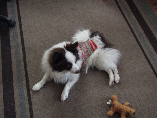 puppies04.jpg