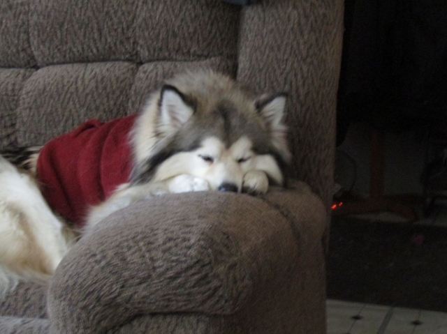 puppies05.jpg