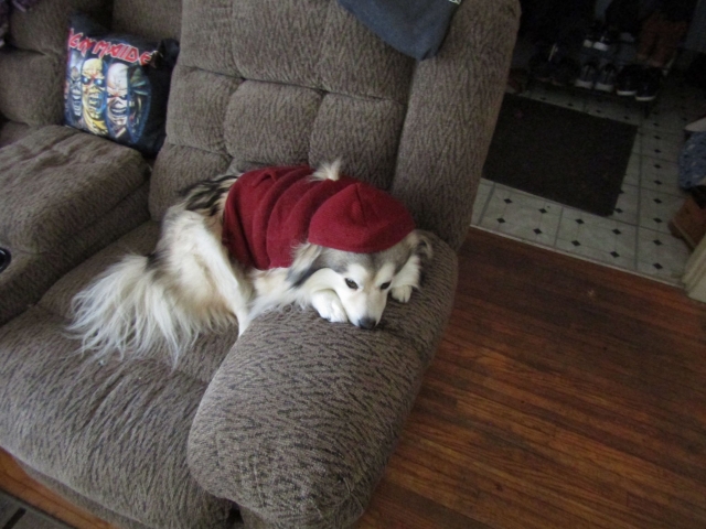 puppies07.jpg