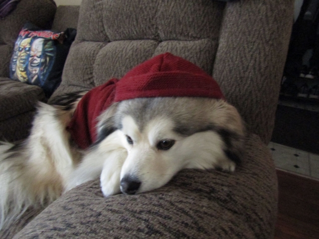 puppies08.jpg