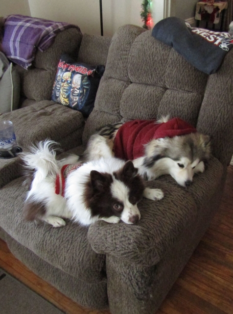 puppies09.jpg