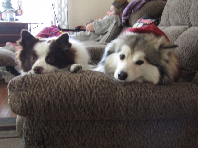 puppies10.jpg