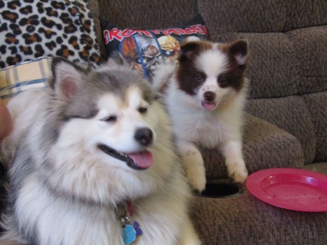 puppyjul01.jpg