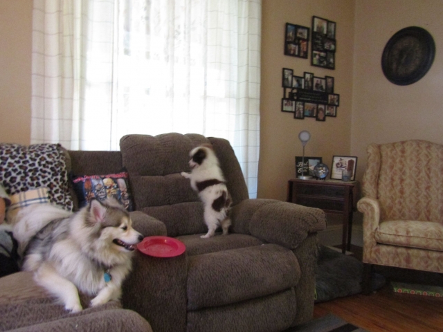 puppyjul06.jpg