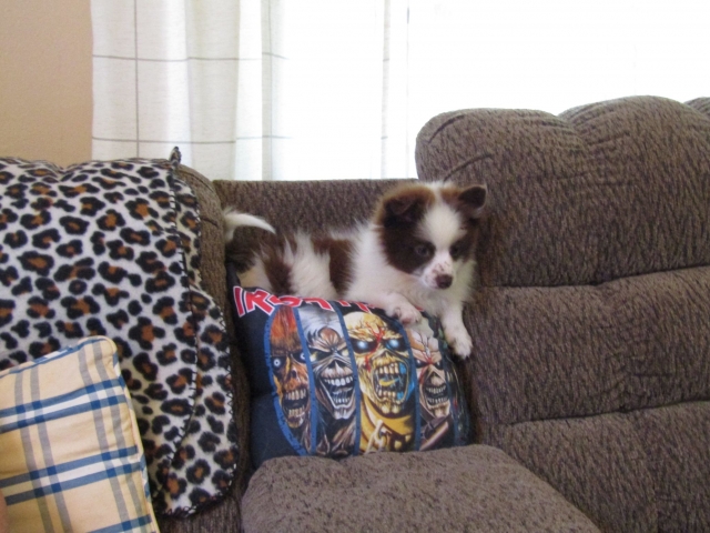 puppyjul07.jpg