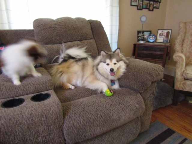 puppyjul08.jpg