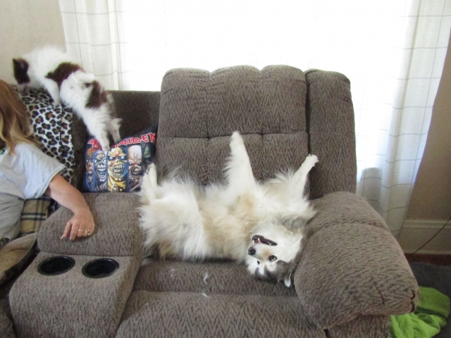 puppyjul10.jpg