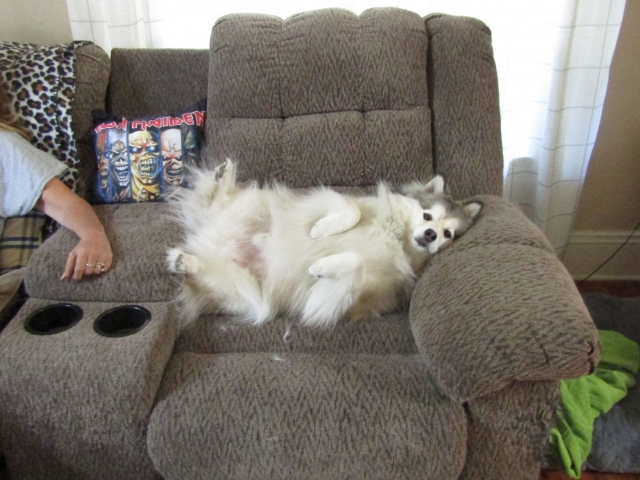 puppyjul11.jpg