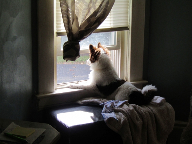 pups1011.jpg